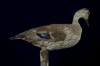 Spot-billed Duck Collection Image, Figure 7, Total 13 Figures